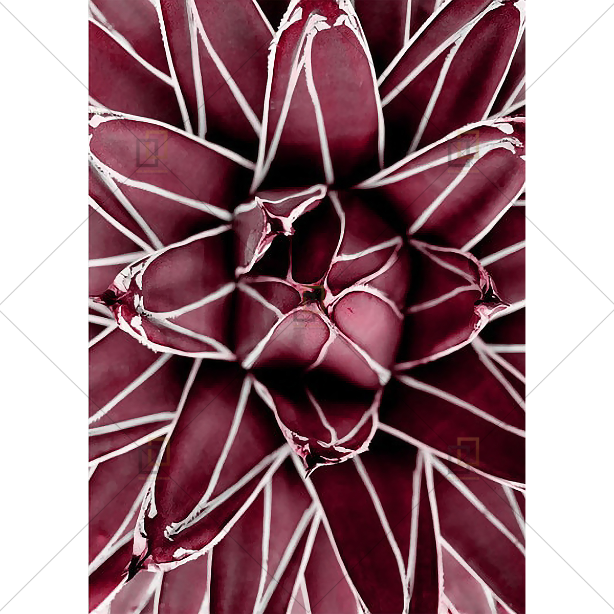 Peony Rose Flower Wall Art Framed Digital Prints