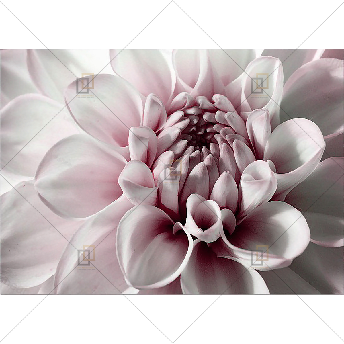 Peony Rose Flower Wall Art Framed Digital Prints