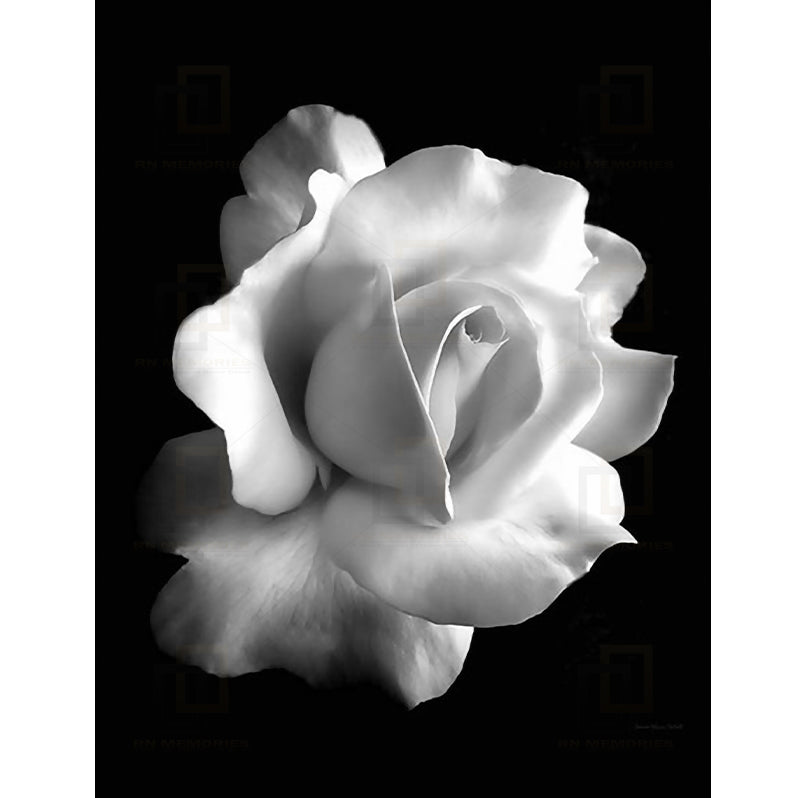 Black and White Roses Framed Posters