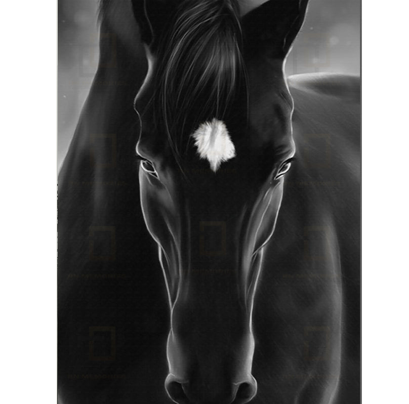 Mural Black and White Horse Framed Digital Prints