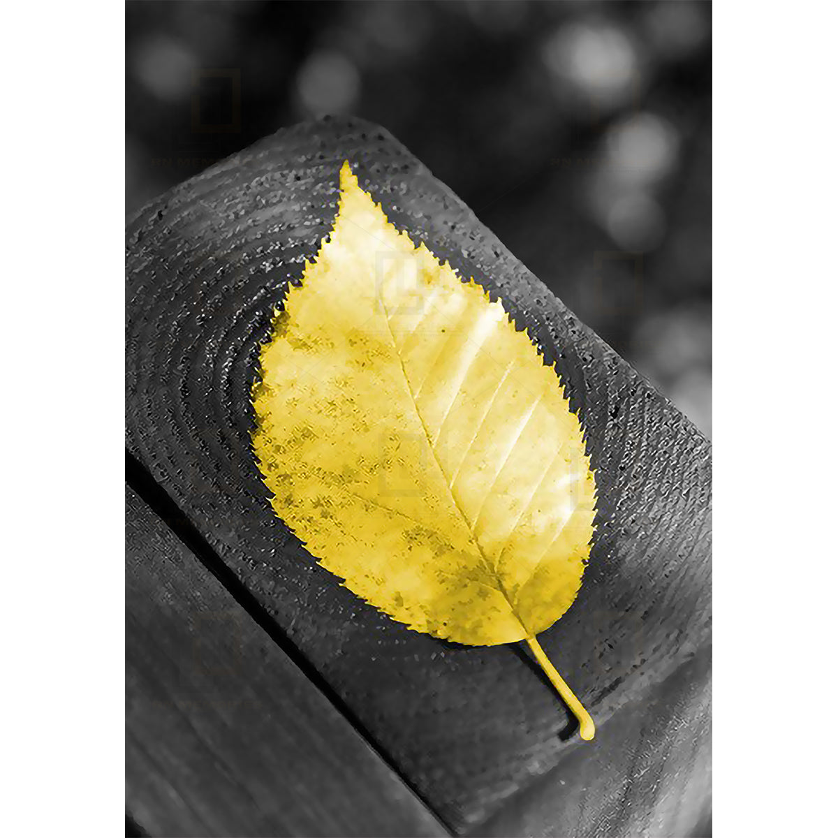 Yellow Leaf, Cup and Compass Framed Wall Art