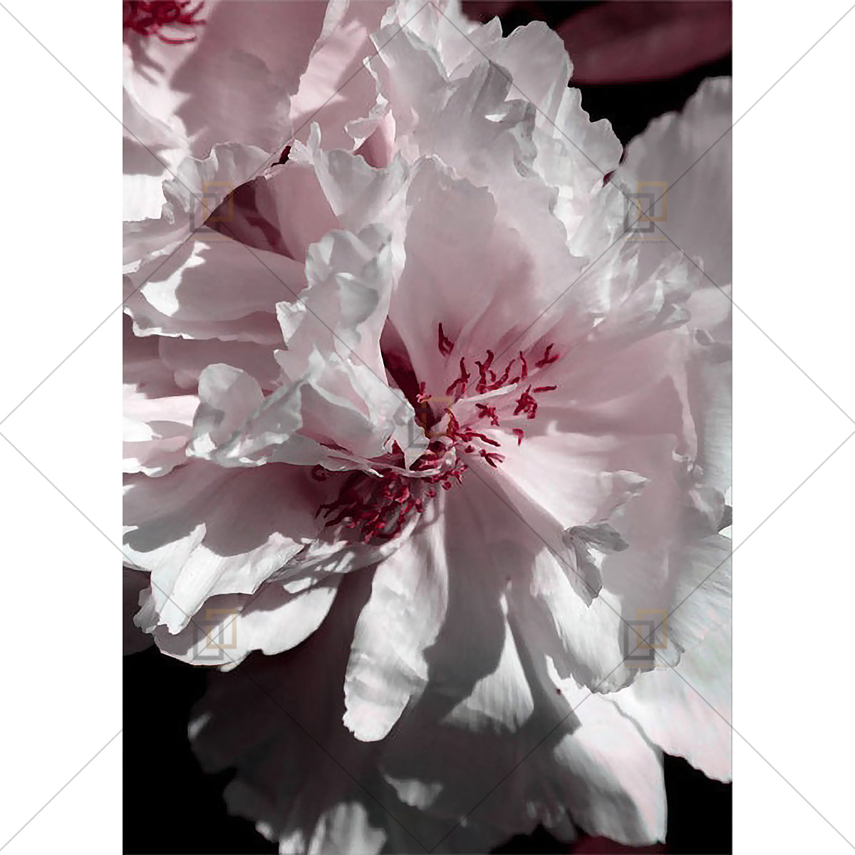 Peony Rose Flower Wall Art Framed Digital Prints