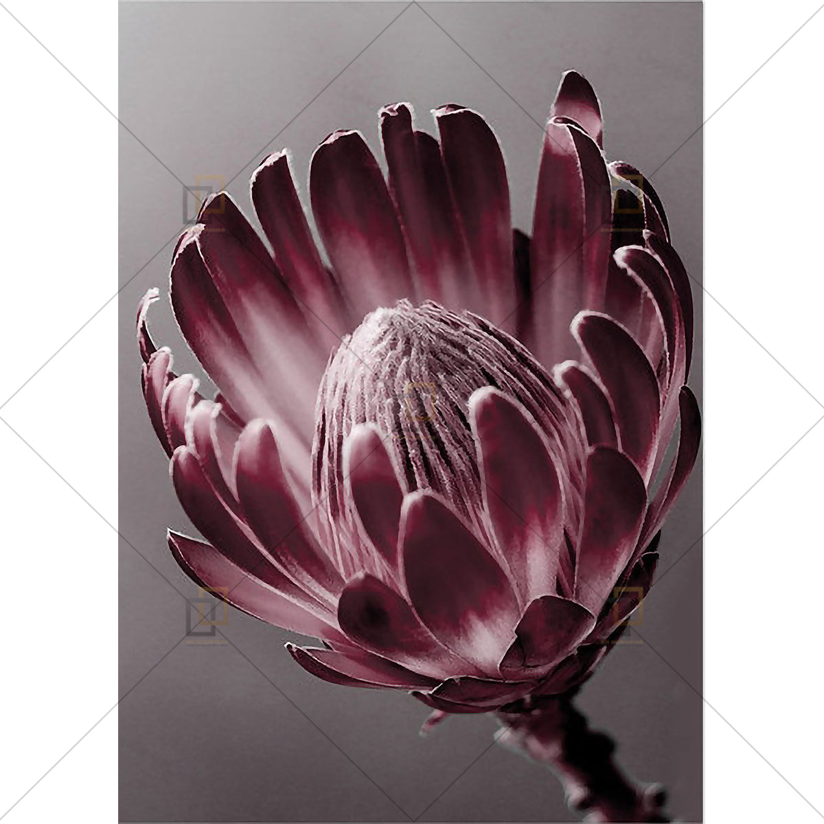 Peony Rose Flower Wall Art Framed Digital Prints