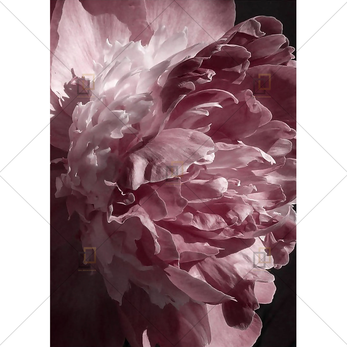 Peony Rose Flower Wall Art Framed Digital Prints