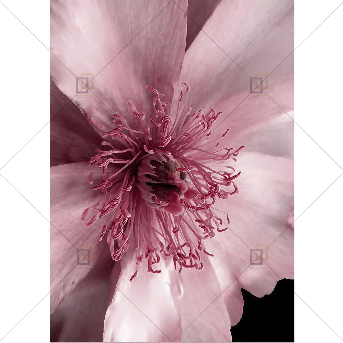 Peony Rose Flower Wall Art Framed Digital Prints