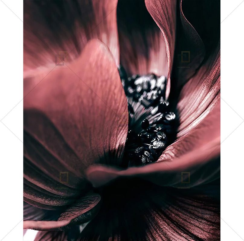 Elegant Blooming Burgundy Floral Framed Digital Prints