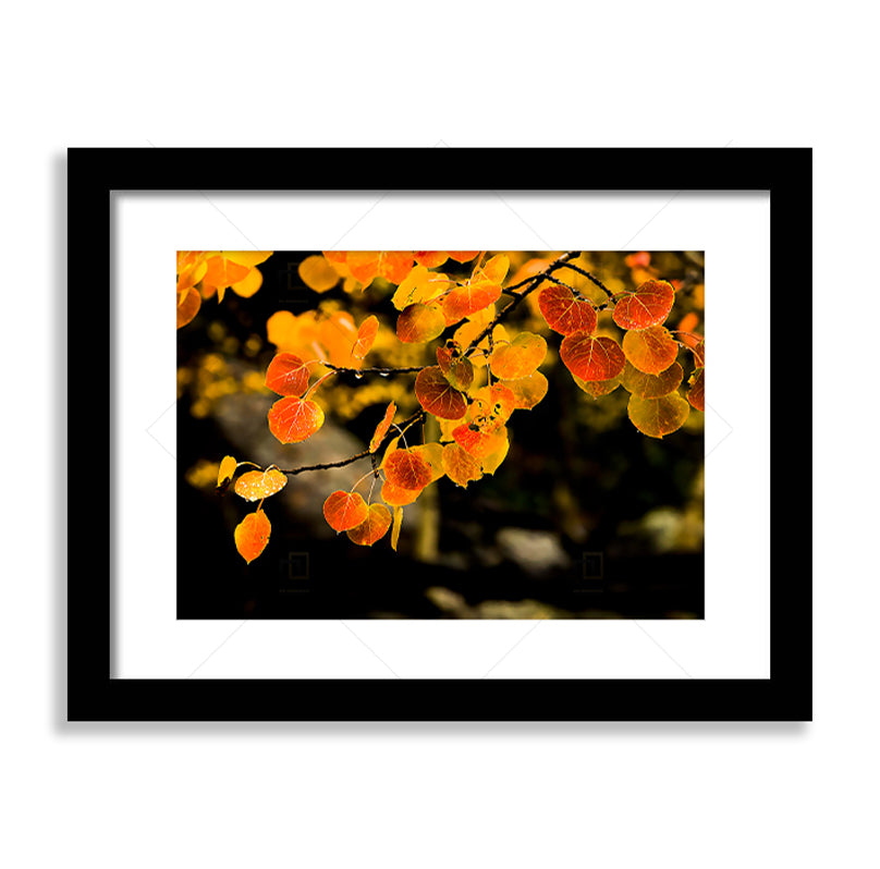 After Rain Art Framed Print