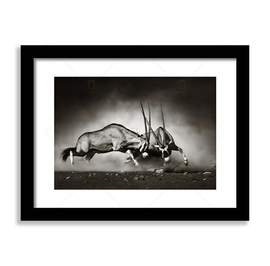 Gemsbok-Fight Framed Print