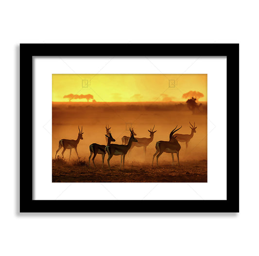 Golden-Light Framed Poster